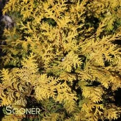 RAY OF LIGHT™ FALSE CYPRESS 10 RAY OF LIGHT™ FALSE CYPRESS -NatureScape Shop DETA5 3618