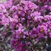 BLACK DIAMOND® PURELY PURPLE CRAPEMYRTLE 1 BLACK DIAMOND® PURELY PURPLE CRAPEMYRTLE -NatureScape Shop DETA5 3712
