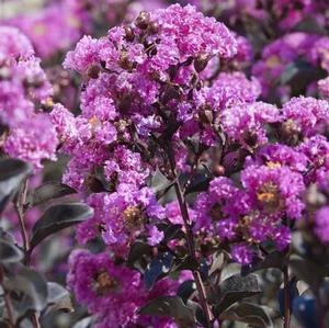 BLACK DIAMOND® PURELY PURPLE CRAPEMYRTLE 3 BLACK DIAMOND® PURELY PURPLE CRAPEMYRTLE