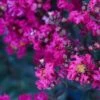 BLACK DIAMOND® MYSTIC MAGENTA CRAPEMYRTLE