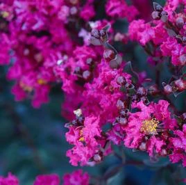 BLACK DIAMOND® MYSTIC MAGENTA CRAPEMYRTLE 3 BLACK DIAMOND® MYSTIC MAGENTA CRAPEMYRTLE
