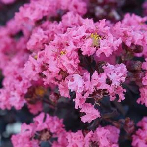 BLACK DIAMOND® SHELL PINK CRAPEMYRTLE 4 BLACK DIAMOND® SHELL PINK CRAPEMYRTLE - Image 2