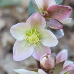 WALBERTON'S® IVORY PRINCE LENTEN ROSE