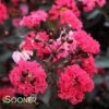 DOUBLE DYNAMITE® CRAPEMYRTLE 1 DOUBLE DYNAMITE® CRAPEMYRTLE -NatureScape Shop DETA5 3805