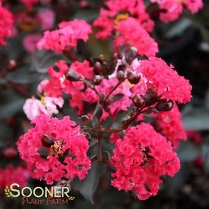 DOUBLE DYNAMITE® CRAPEMYRTLE 3 DOUBLE DYNAMITE® CRAPEMYRTLE