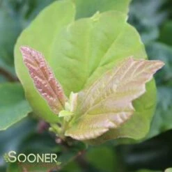 VANESSA PERSIAN IRONWOOD -NatureScape Shop DETA5 3873