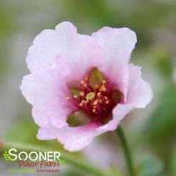 KOJO-NO-MAI ORNAMENTAL CHERRY BUSH -NatureScape Shop DETA5 3931