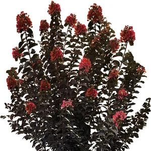 THUNDERSTRUCK™ CORAL BOOM™ CRAPEMYRTLE 4 THUNDERSTRUCK™ CORAL BOOM™ CRAPEMYRTLE - Image 2