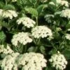 CHICAGO LUSTRE® VIBURNUM 2 CHICAGO LUSTRE® VIBURNUM -NatureScape Shop DETA5 405