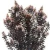 THUNDERSTRUCK™ WHITE FLASH CRAPEMYRTLE -NatureScape Shop DETA5 4067