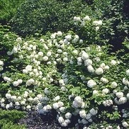 EASTERN SNOWBALL VIBURNUM 4 EASTERN SNOWBALL VIBURNUM - Image 2