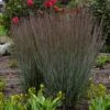 PRAIRIE WINDS® BLUE PARADISE LITTLE BLUESTEM 1 PRAIRIE WINDS® BLUE PARADISE LITTLE BLUESTEM -NatureScape Shop DETA5 4175