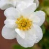 CRÈME BRÛLÉE™ POTENTILLA -NatureScape Shop DETA5 4197