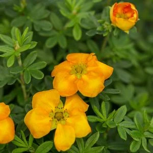 MANDARIN TANGO® POTENTILLA 3 MANDARIN TANGO® POTENTILLA