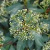 YANG® VIBURNUM 1 YANG® VIBURNUM -NatureScape Shop DETA5 4260