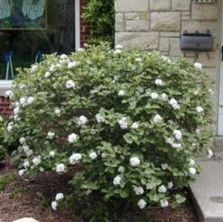 SPICE ISLAND™ VIBURNUM 5 SPICE ISLAND™ VIBURNUM -NatureScape Shop DETA5 4272