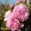 KWANZAN ORNAMENTAL CHERRY -NatureScape Shop DETA5 432