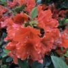 PERFECTO MUNDO® ORANGE AZALEA 2 PERFECTO MUNDO® ORANGE AZALEA -NatureScape Shop DETA5 4433