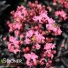 CENTER STAGE® CORAL CRAPEMYRTLE 1 CENTER STAGE® CORAL CRAPEMYRTLE -NatureScape Shop DETA5 4452