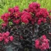 CENTER STAGE® PINK CRAPEMYRTLE 1 CENTER STAGE® PINK CRAPEMYRTLE -NatureScape Shop DETA5 4453