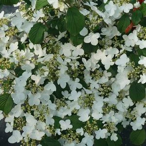 STEADY EDDY® DOUBLEFILE VIBURNUM 5 STEADY EDDY® DOUBLEFILE VIBURNUM - Image 3