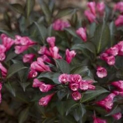 MIDNIGHT WINE SHINE® WEIGELA -NatureScape Shop DETA5 4462