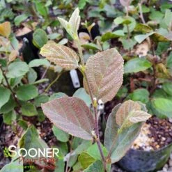 BLUE SHADOW WITCH ALDER -NatureScape Shop DETA5 452