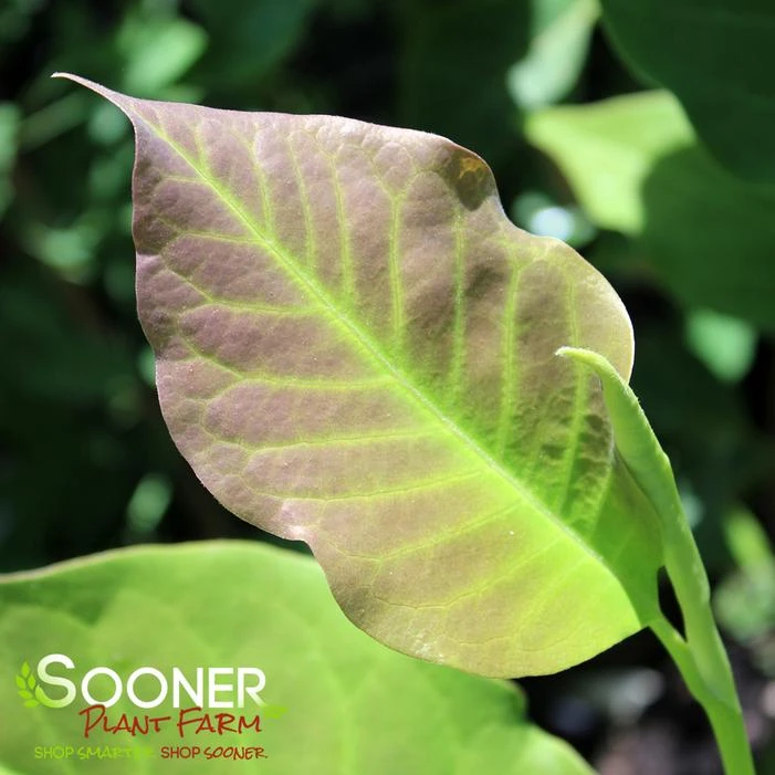 GALAXY MAGNOLIA 3 GALAXY MAGNOLIA