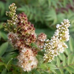 CHERRY ON TOP™ SORBARIA -NatureScape Shop DETA5 5197