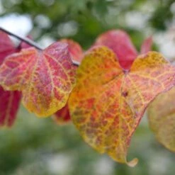 MIDNIGHT EXPRESS® REDBUD 10 MIDNIGHT EXPRESS® REDBUD -NatureScape Shop DETA5 5287