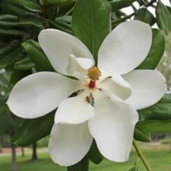 SOUTHERN MAGNOLIA 11 SOUTHERN MAGNOLIA -NatureScape Shop DETA5 53