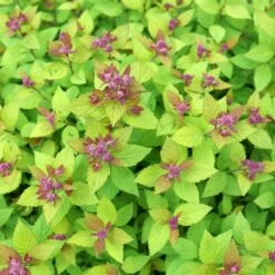 DOUBLE PLAY® DOLLY™ SPIRAEA 10 DOUBLE PLAY® DOLLY™ SPIRAEA -NatureScape Shop DETA5 5303