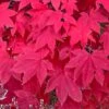 MORNING STARBURST™ VINE MAPLE 1 MORNING STARBURST™ VINE MAPLE -NatureScape Shop DETA5 5478