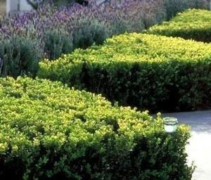 WINTER GEM BOXWOOD 4 WINTER GEM BOXWOOD - Image 2