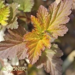 CENTER GLOW™ NINEBARK -NatureScape Shop DETA5 696