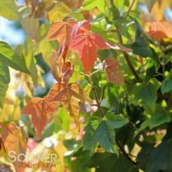 TRIDENT MAPLE -NatureScape Shop DETA5 74