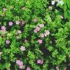 PINK BEAUTY POTENTILLA -NatureScape Shop DETA5 749