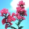 TONTO CRAPEMYRTLE 2 TONTO CRAPEMYRTLE -NatureScape Shop DETA5 784