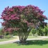 CATAWBA CRAPEMYRTLE 1 CATAWBA CRAPEMYRTLE -NatureScape Shop DETA5 789