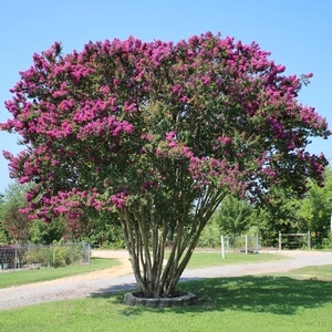 CATAWBA CRAPEMYRTLE 3 CATAWBA CRAPEMYRTLE