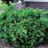 DENSIFORMIS YEW 1 DENSIFORMIS YEW -NatureScape Shop DETA5 806