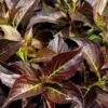 DARK HORSE WEIGELA -NatureScape Shop DETA5 888