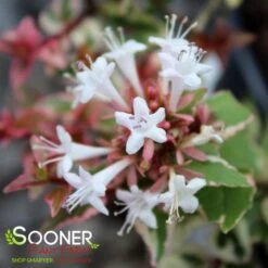 MARDI GRAS ABELIA -NatureScape Shop DETA5 897