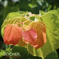 THE RISING SUN™ REDBUD 13 THE RISING SUN™ REDBUD -NatureScape Shop DETA6 1530