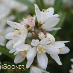 NIKKO SLENDER DEUTZIA -NatureScape Shop DETA6 1581