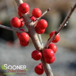 WARREN'S RED POSSUMHAW HOLLY -NatureScape Shop DETA6 1598