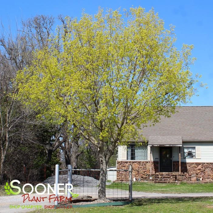 FIRE DRAGON® SHANTUNG MAPLE 3 FIRE DRAGON® SHANTUNG MAPLE