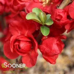 DOUBLE TAKE® SCARLET STORM QUINCE -NatureScape Shop DETA6 2022