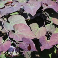 RUBY FALLS WEEPING REDBUD 12 RUBY FALLS WEEPING REDBUD -NatureScape Shop DETA6 2311