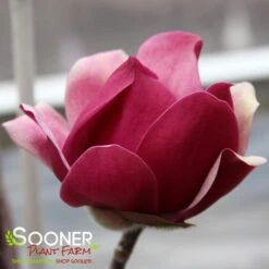 BLACK TULIP® MAGNOLIA 19 BLACK TULIP® MAGNOLIA -NatureScape Shop DETA6 3122